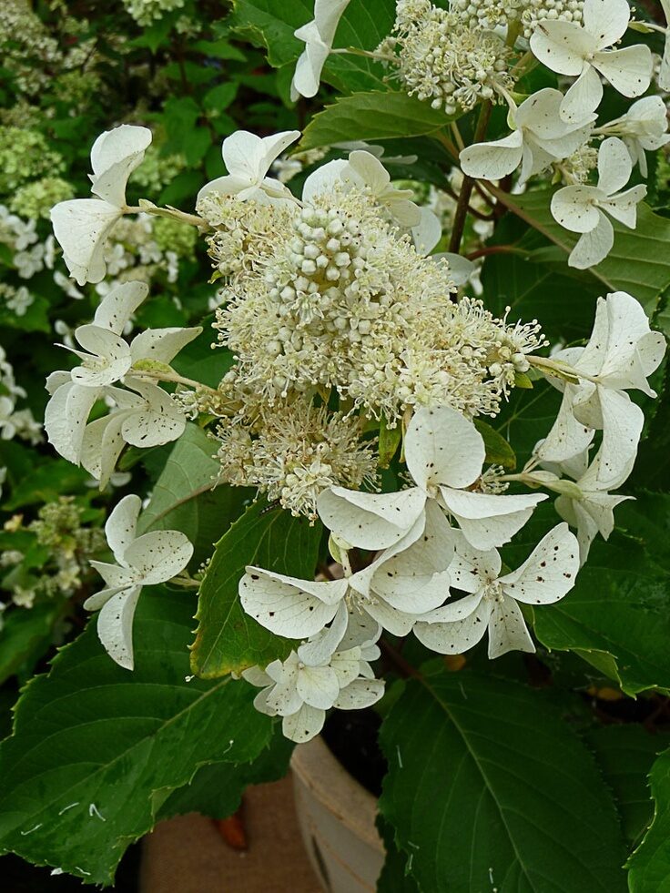 Hydrangea paniculta Levana